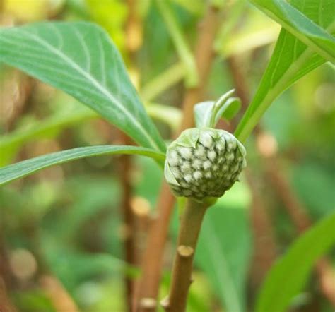 綠蘿花功效|绿萝花的功效与作用、禁忌和食用方法